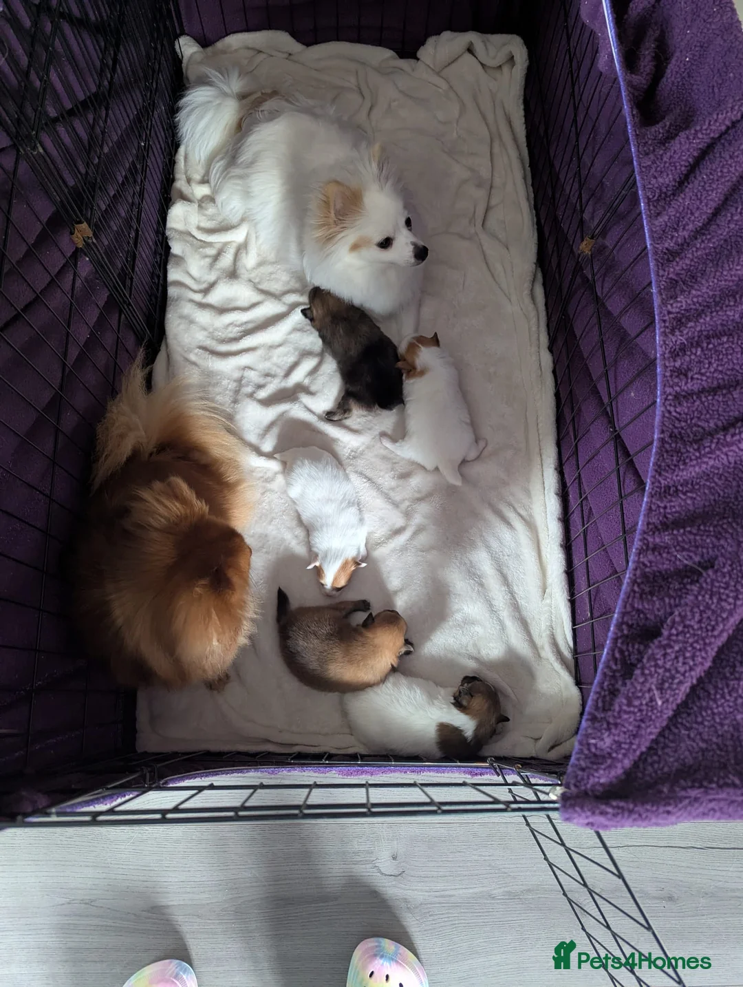 Pomeranian dogs for sale: 🌟 Beautiful Pomeranian Puppies – Ready Soon! 🌟 - Advert 6