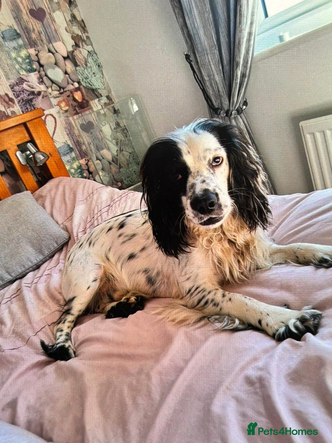 English Springer Spaniel dogs for sale:  🐶 Adorable Springer Spaniel Puppies🐾 - Image 3