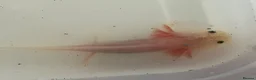 Axolotl reptiles for sale: Axolotl - Advert 27