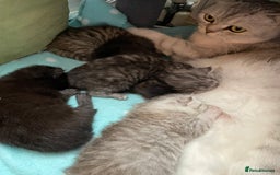 British Longhair cats for sale: Fluffy Cole kitty - Image 4