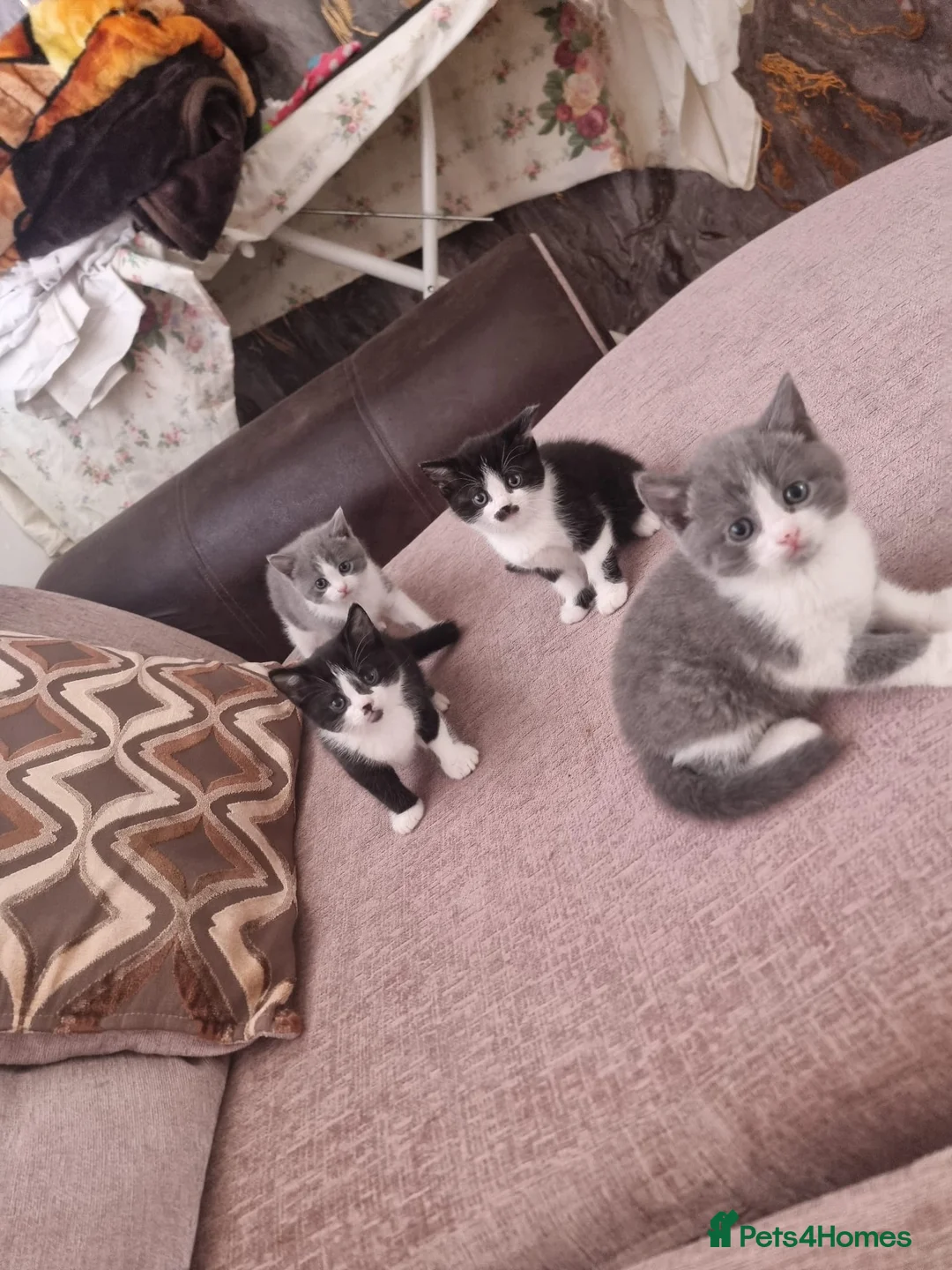 British Shorthair cats for sale: 4 Mixed British Short-Hair kittens  - Advert 2