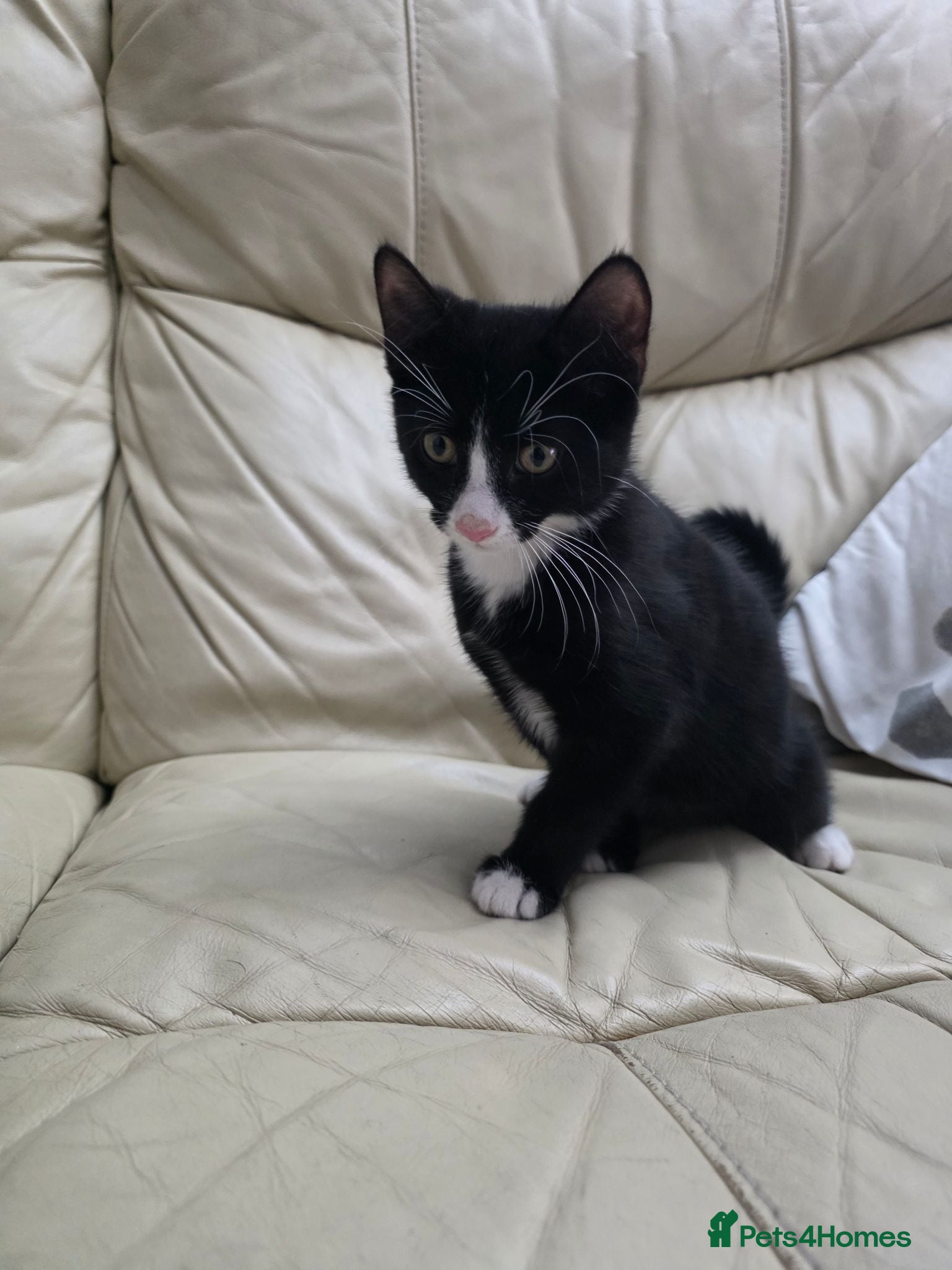 Mixed Breed cats Last black male - Advert 2