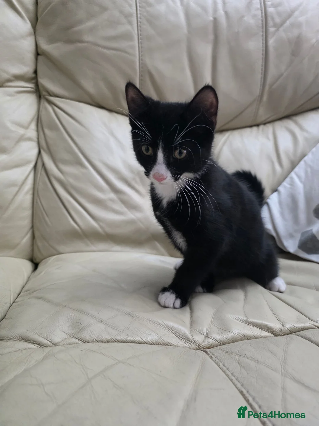 Mixed Breed cats for sale: Last black male - Advert 1