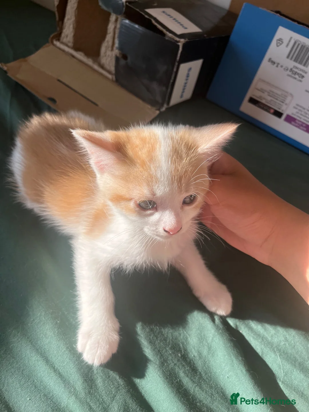 Mixed Breed cats for sale: Little ginger - Advert 6