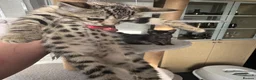 Bengal cats for sale: 9 weeks old bengal kitens - Advert 25