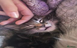 Ragdoll cats for sale: Ragdoll x Maincoone loving babies - Image 20