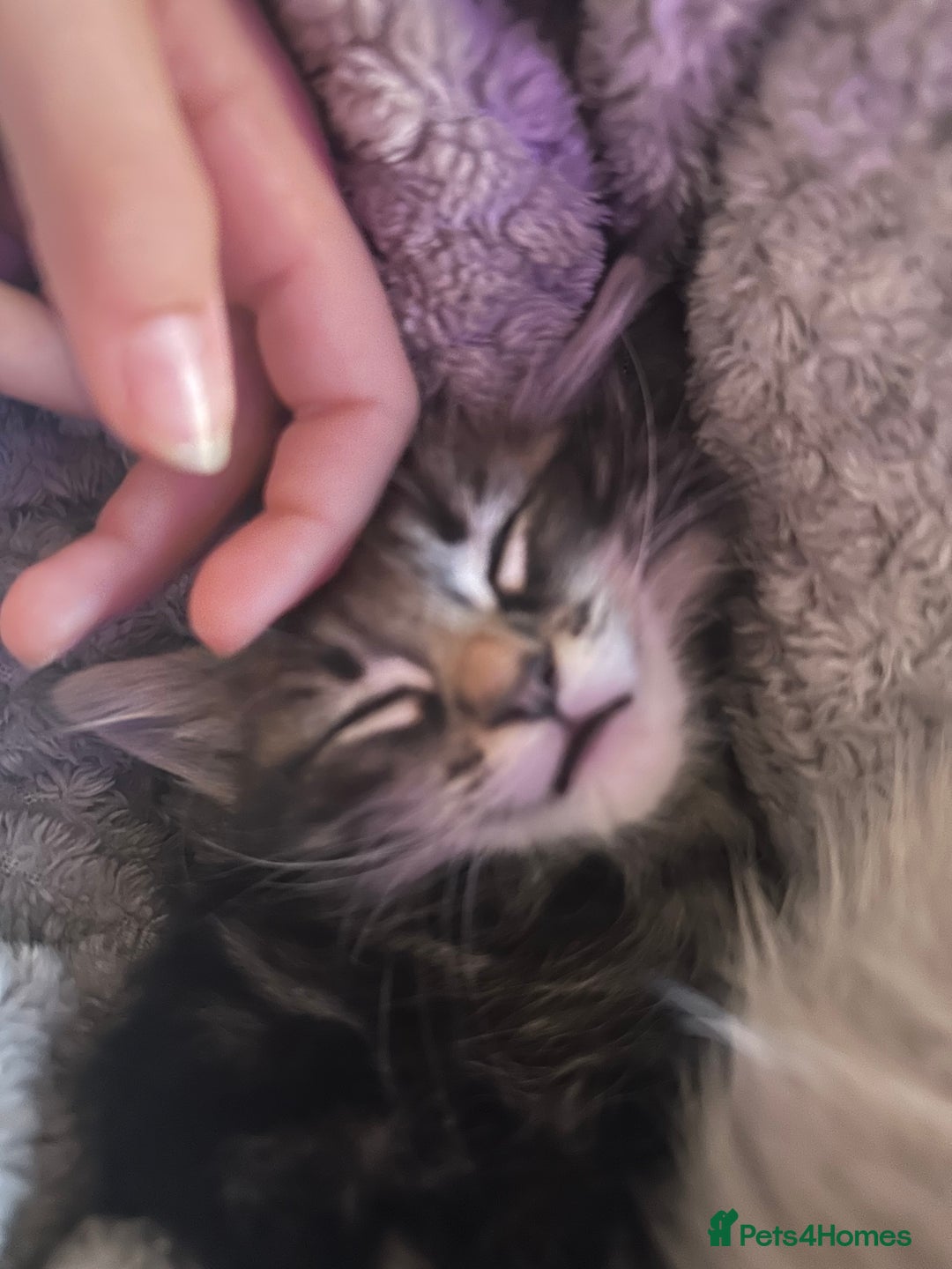 Ragdoll cats for sale: Ragdoll x Maincoone loving babies - Image 20