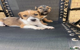 Jack Russell dogs for sale: Jack Russell Puppies  - Image 3