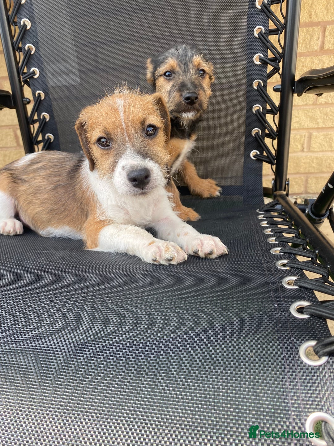 Jack Russell dogs for sale: Jack Russell Puppies  - Image 3