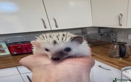 Pygmy Hedgehog rodents for sale: Baby African Pygmy Hedgehogs Male & Female Pinto - Advert 5