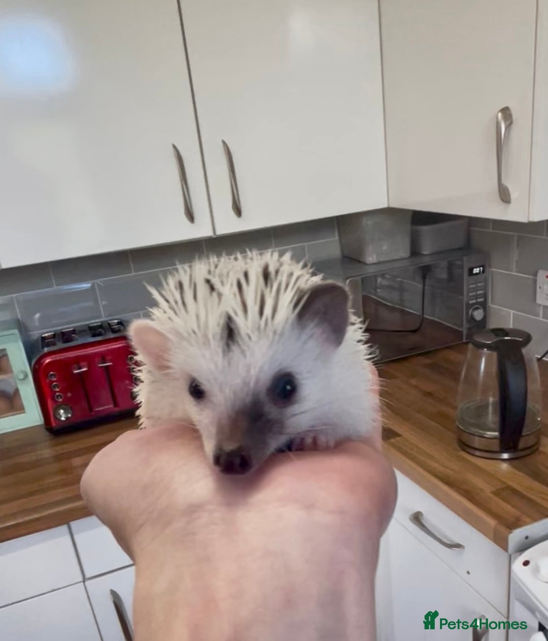 Pygmy Hedgehog rodents for sale: Baby African Pygmy Hedgehogs Male & Female Pinto - Advert 5