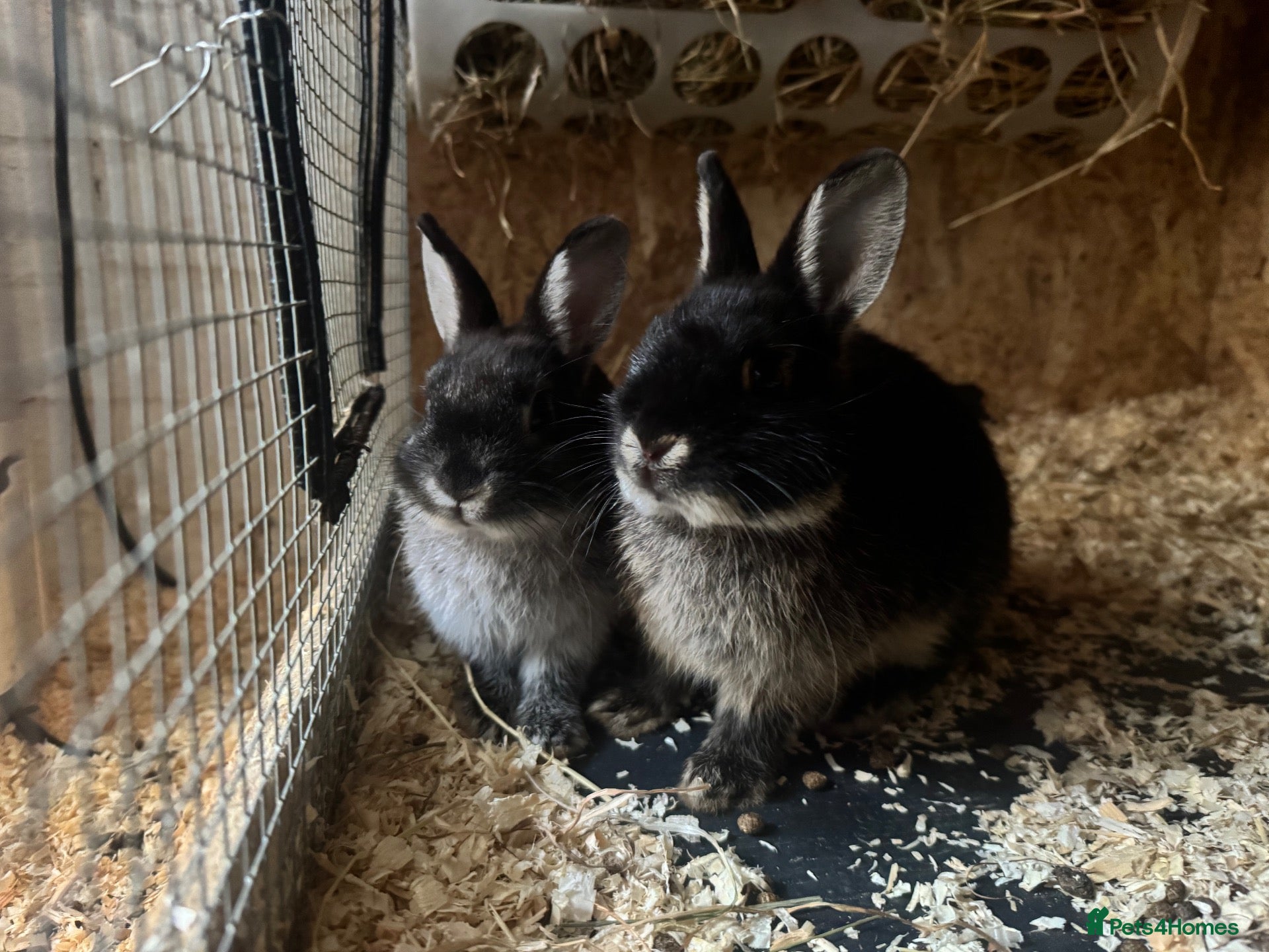 Netherland Dwarf rabbits Bunnies 🐰 looking 4 Loving Homes 🏡  - Advert 17