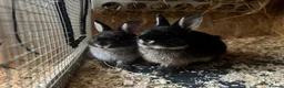 Netherland Dwarf rabbits for sale: Bunnies 🐰 looking 4 Loving Homes 🏡  - Advert 3