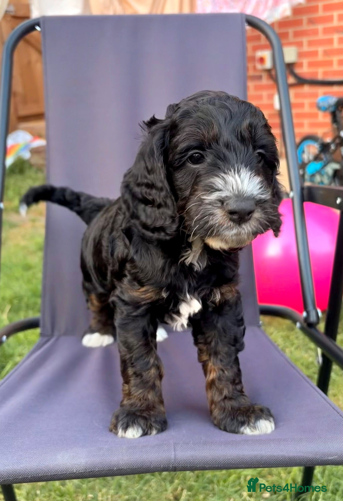 Cockapoo dogs REDUCED F1 show type miniature cockapoos - Advert 1