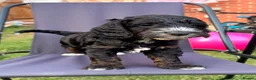 Cockapoo dogs for sale: 2 left! F1 show type miniature cockapoos - Advert 15