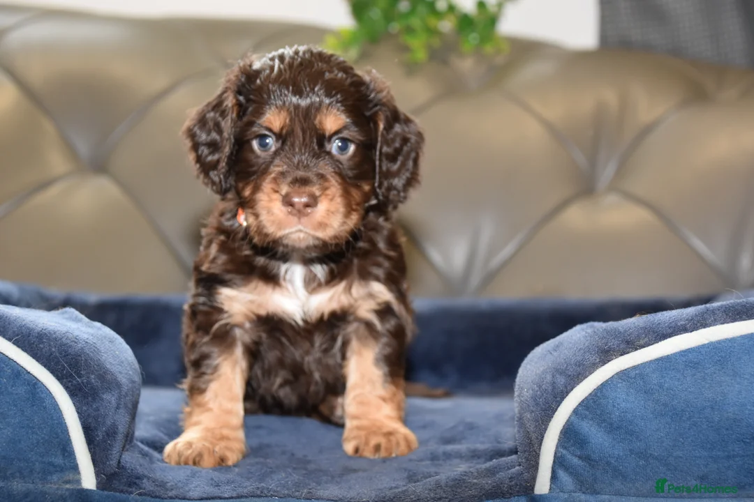 Cocker Spaniel dogs for sale: Kc Reg  Cocker Spaniel Puppies Health Tested - Advert 3