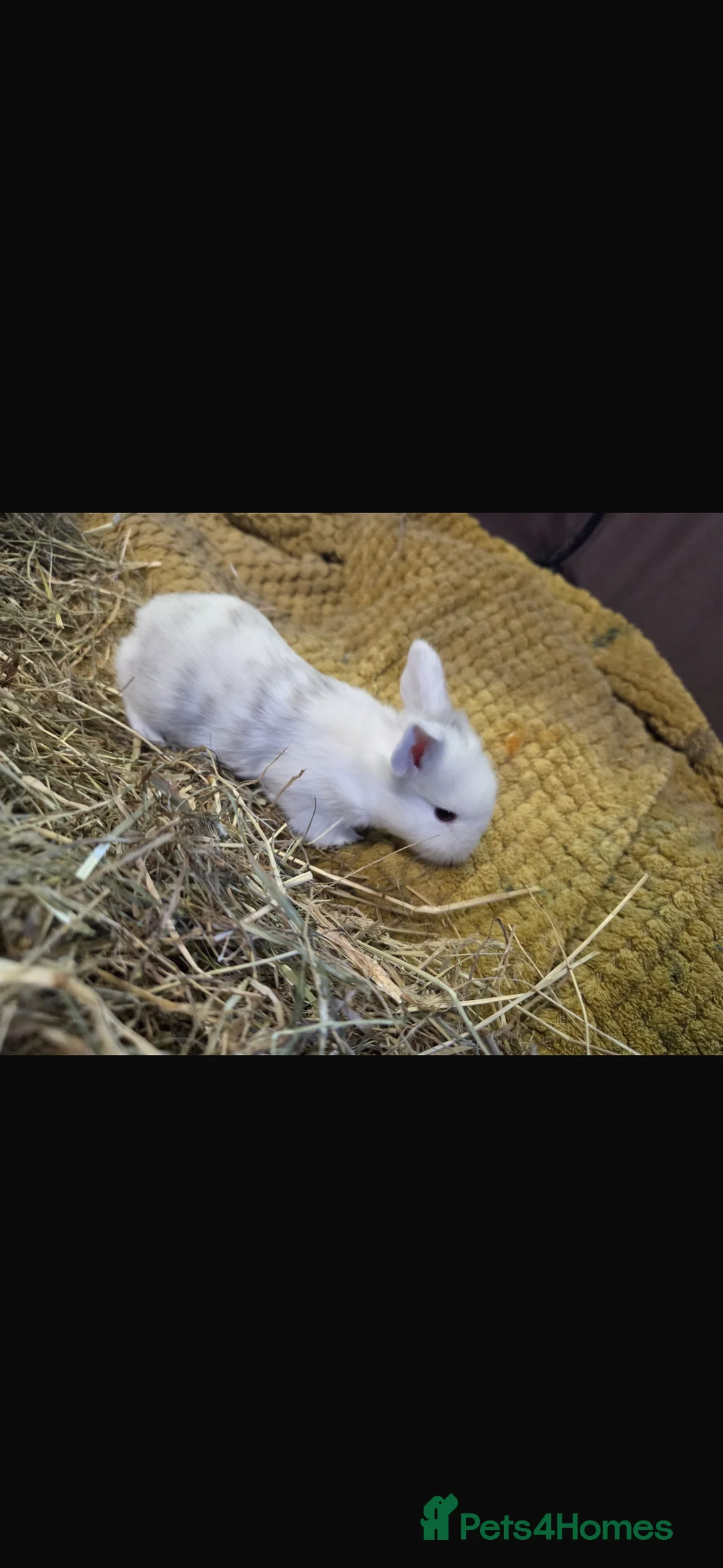 Mixed Breed rabbits for sale: Mini lop x Netherlands dwarf bunnies  - Advert 1