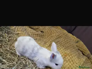 Mixed Breed rabbits Mini lop x Netherlands dwarf bunnies - Advert 8