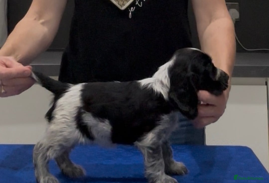 Cocker Spaniel dogs for sale: Blue Roan Show Cocker Spaniels  - Image 14