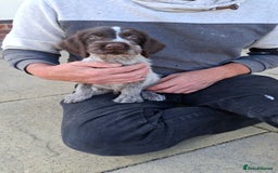 German Wirehaired Pointer dogs for sale: Quality male German wirehaired pointers ready now! - Image 2