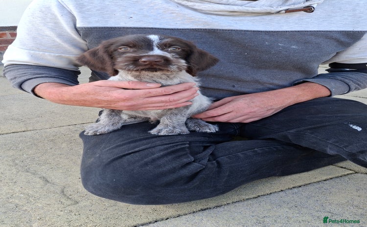 German Wirehaired Pointer dogs - Advert 1