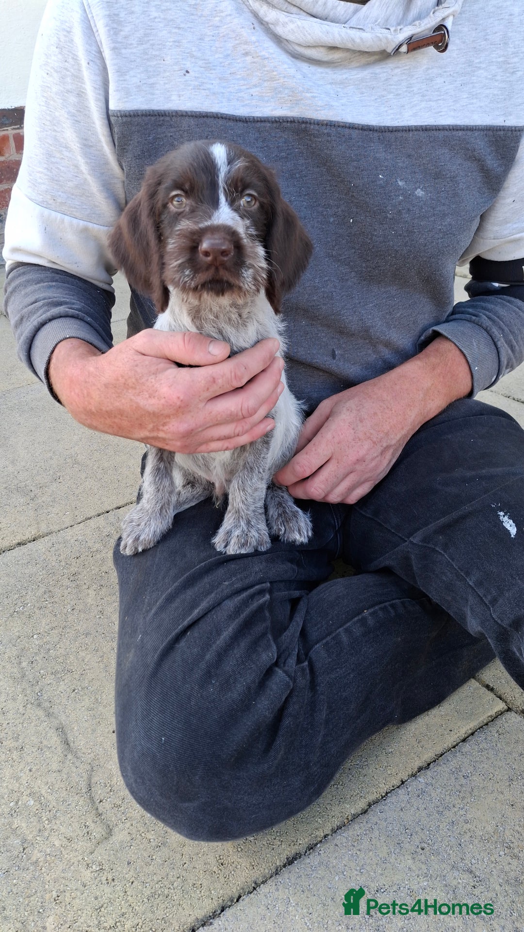 German Wirehaired Pointer dogs for sale: Quality male German wirehaired pointers ready now! - Image 2
