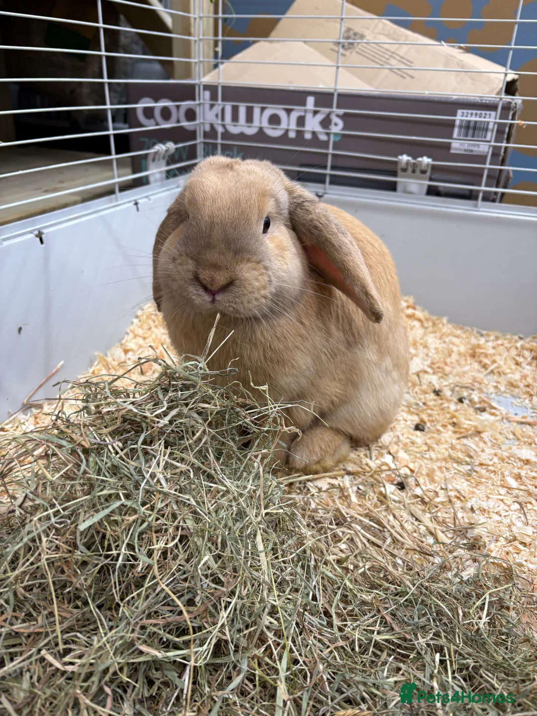 Dwarf Lop rabbits for sale: Male Dwarf lop Ready now 🐰♥️🐰  - Advert 3