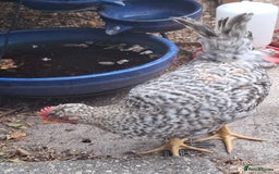 Chickens poultry for sale: Cream legbars and mixed Cockerels  - Image 6