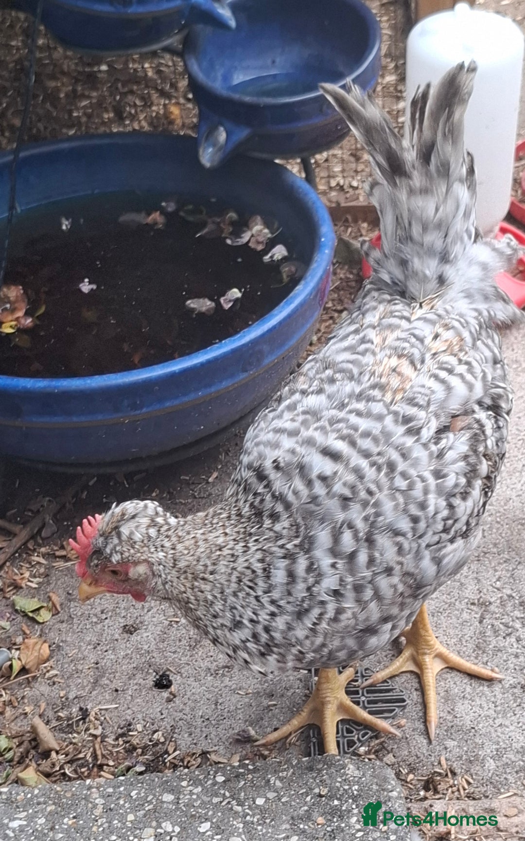 Chickens poultry for sale: Cream legbars and mixed Cockerels  - Image 6