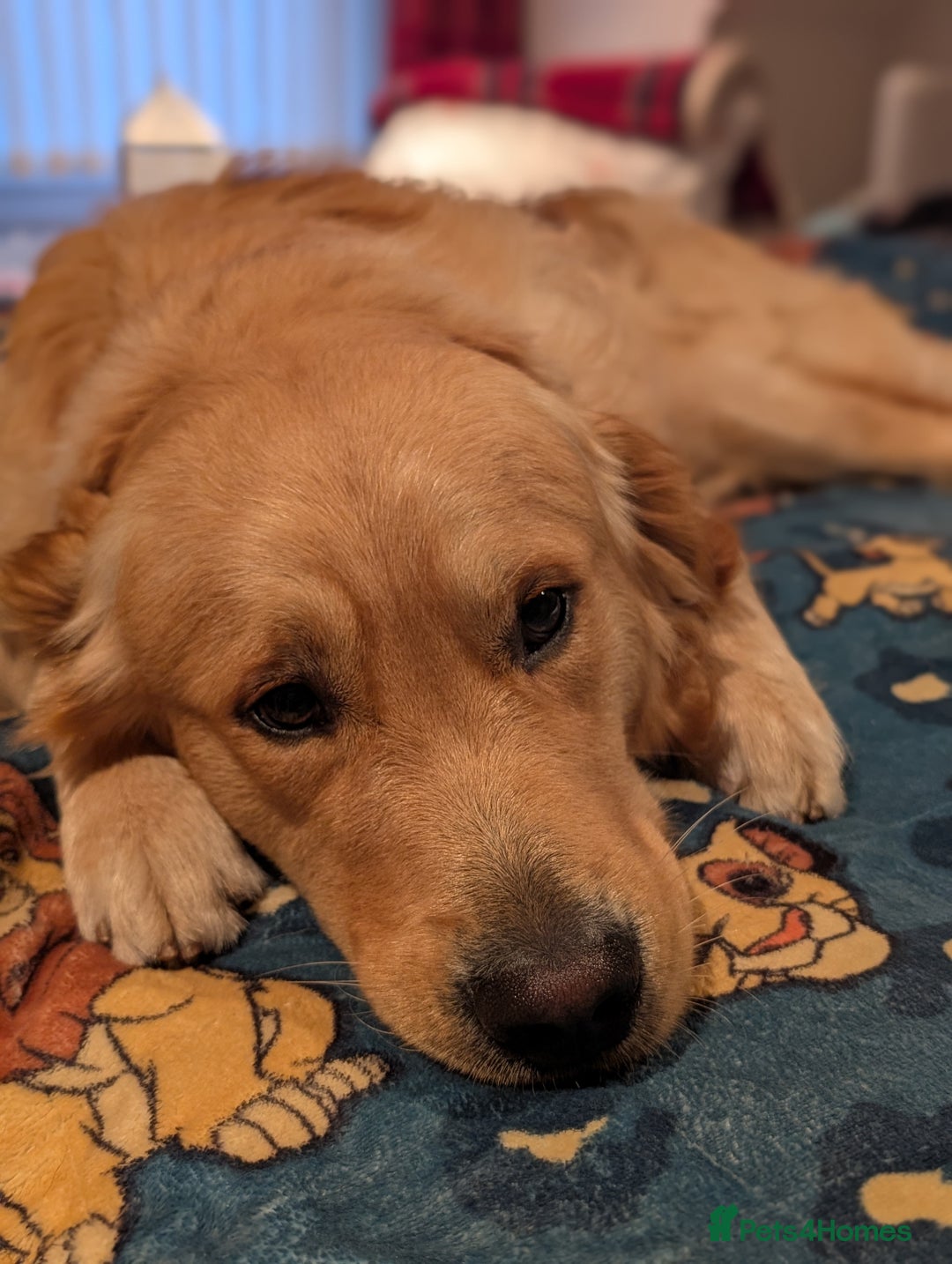 Golden Retriever dogs for stud: Fully Health Tested KC Golden Retriever For Stud in Saltcoats - Image 2