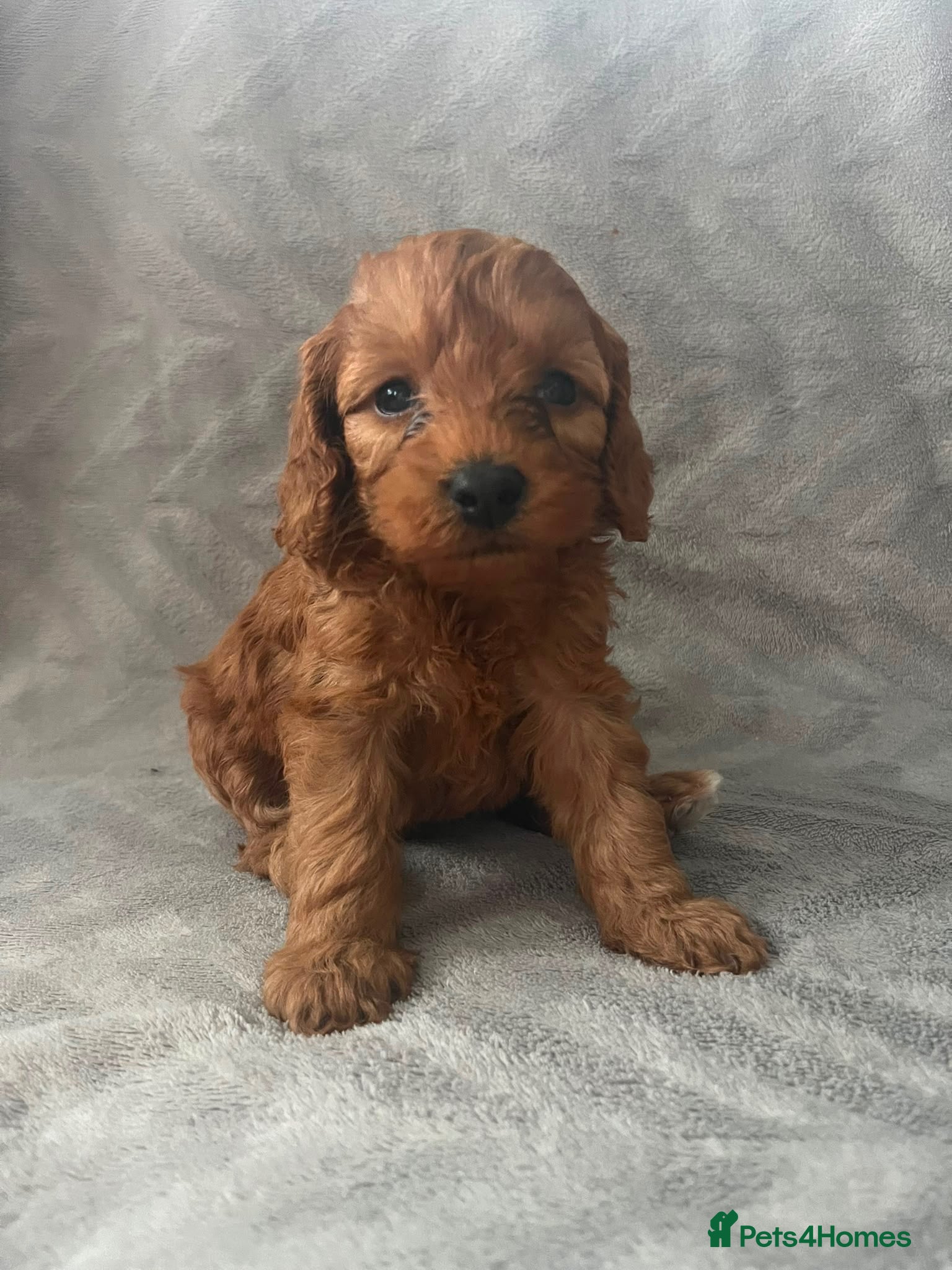 Cockapoo dogs Toy Cockapoo Puppies 1 pup left!  - Advert 8