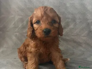 Cockapoo dogs Toy Cockapoo Puppies 1 pup left! - Advert 8