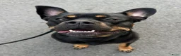 Mixed Breed dogs for sale: Reggie in Blackpool - Advert 1
