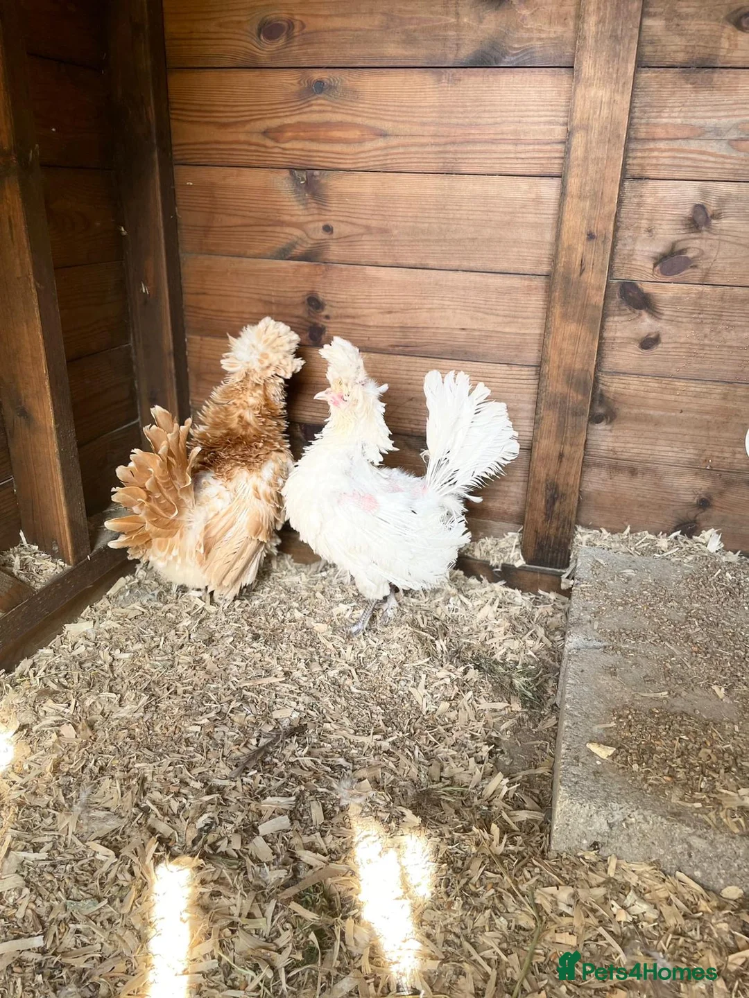 Chickens poultry for sale: Variety of polish chickens  - Advert 4