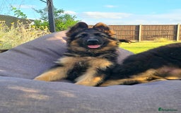 German Shepherd dogs for sale: Outstanding KC longhaired german shepherd puppies - Image 2