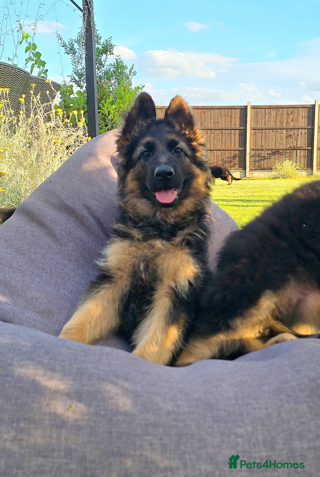 German Shepherd dogs for sale: Outstanding KC longhaired german shepherd puppies - Image 2