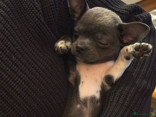 Chihuahua dogs - Advert 3