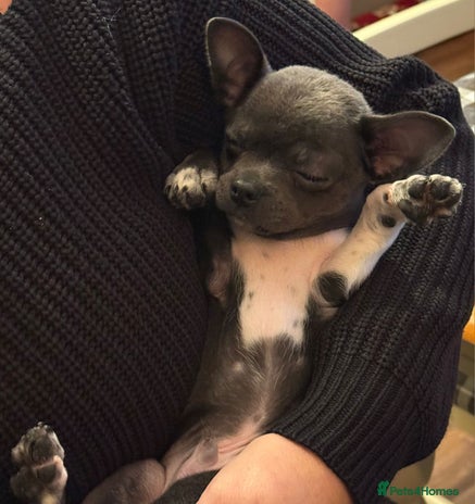Chihuahua dogs - Advert 8