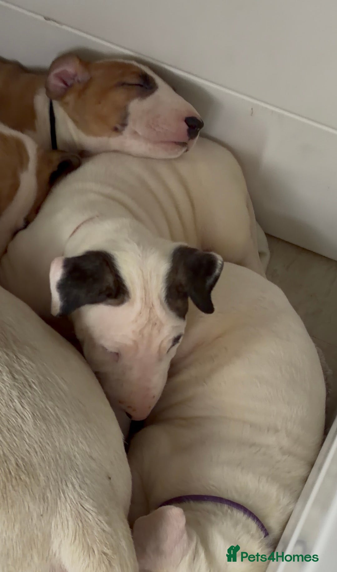 English Bull Terrier dogs for sale: Top Quality KC English bull terriers! - Advert 6