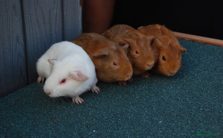 Guinea Pig rodents - Advert 7