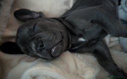 French Bulldog dogs for sale: #Reduced# True miniature French Bulldog - Image 3