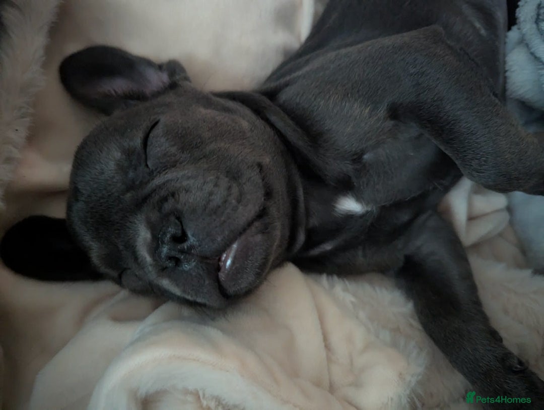 French Bulldog dogs for sale: #Reduced# True miniature French Bulldog - Image 3