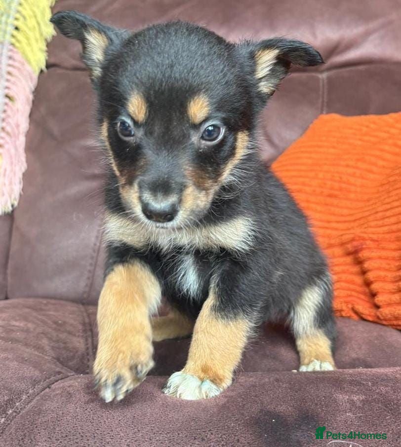 Mixed Breed dogs Kelpie cross puppies - Advert 1