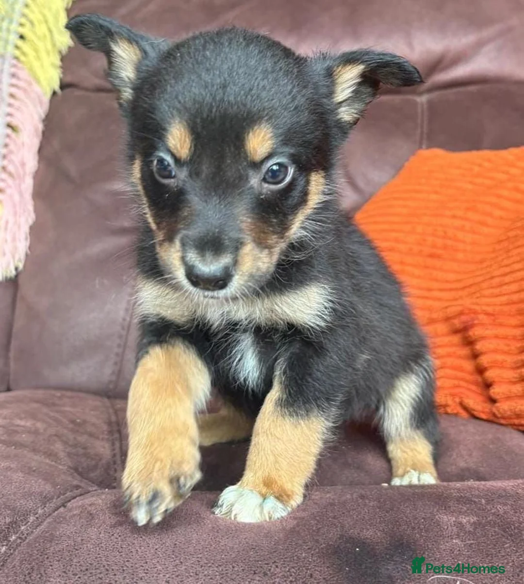 Mixed Breed dogs for sale: Kelpie cross puppies - Advert 1