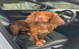 Cocker Spaniel dogs for stud: Proven Red Working Cocker Spaniel FOR STUD in Torrington - Image 4