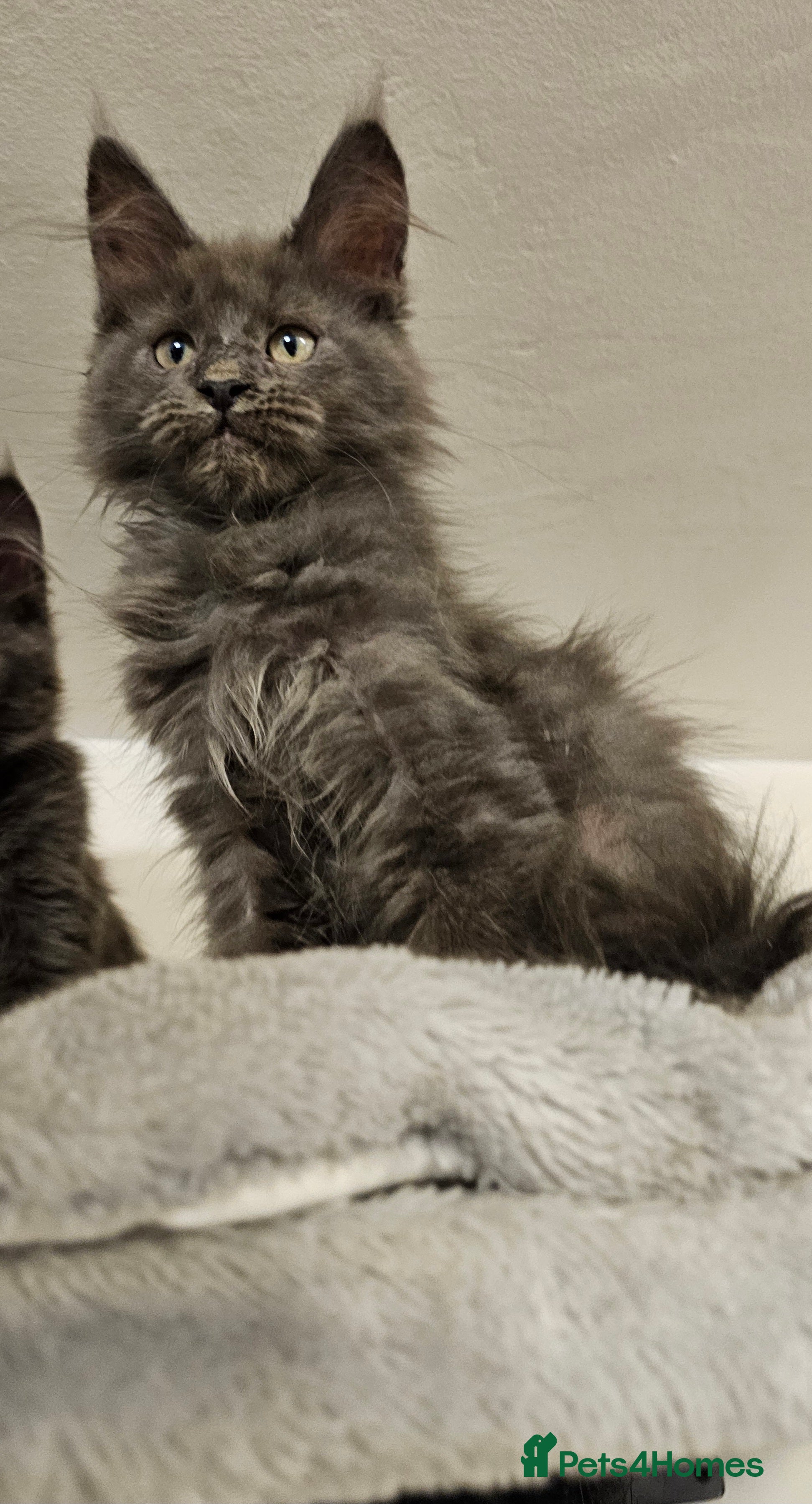 Maine Coon cats 🔥*STUNNING Litter of 6 Solid*💎*Blue Maine Coon💎 - Advert 4