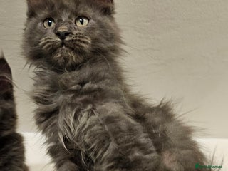 Maine Coon cats 🔥*STUNNING Litter of 6 Solid*💎*Blue Maine Coon💎 - Advert 4