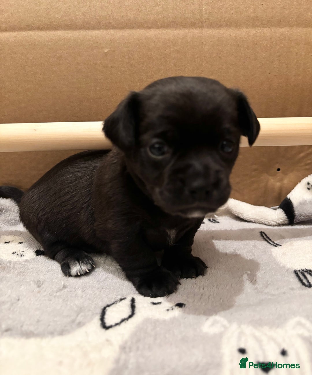 Chihuahua dogs for sale: Beautiful Chihuahua Puppies - Advert 8