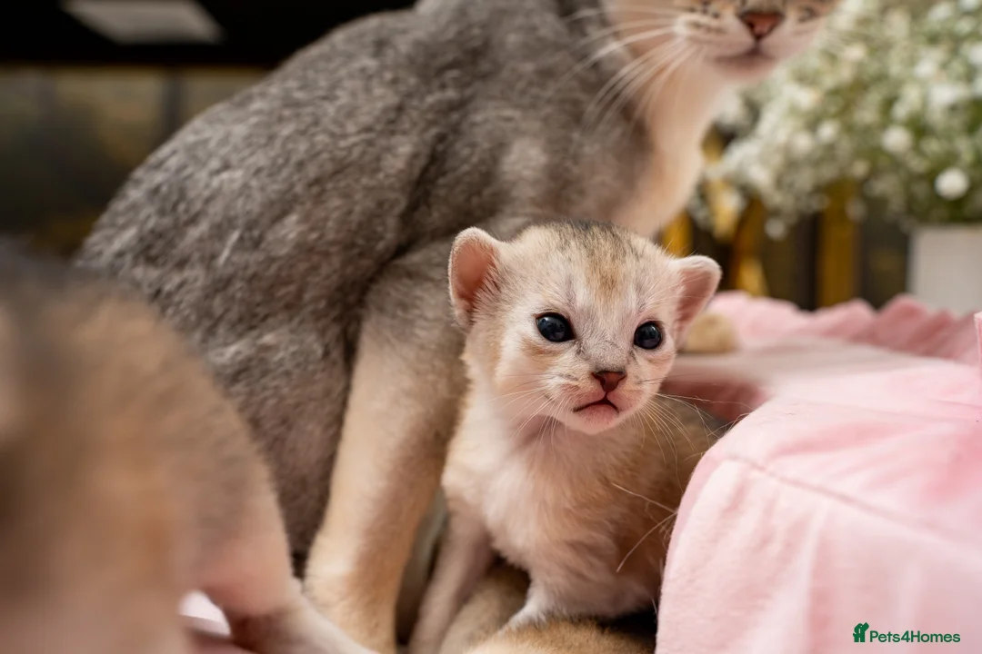 Abyssinian cats for sale: Exceptional Pedigree 6 Abyssinians-Super Friendly - Advert 27