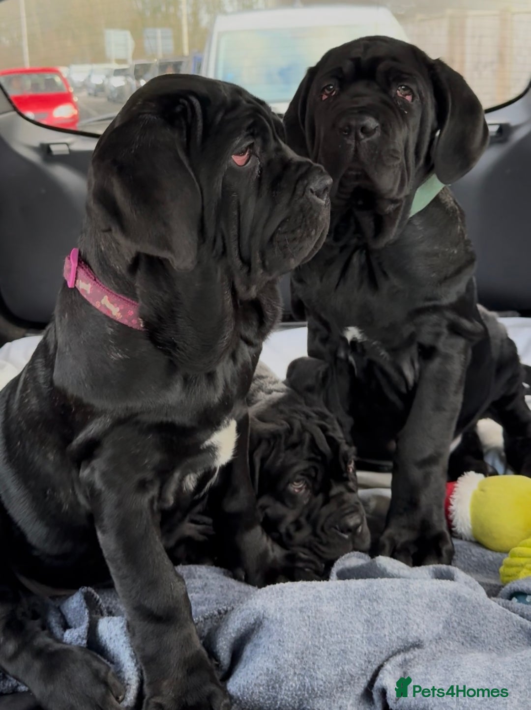 Neapolitan Mastiff dogs for sale: 2 black female Neapolitan mastiff puppies  - Advert 1